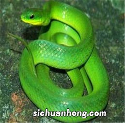 女人梦见把蛇打死弄断是什么意思