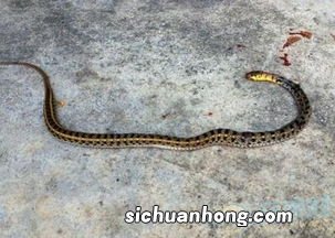 女人梦见把蛇打死弄断是什么意思