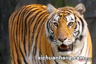 属鸡和属虎的合不合