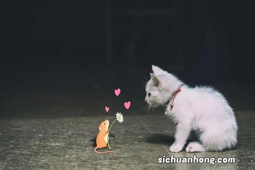 女人梦见好多老鼠屎是什么意思