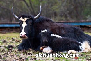 狗与牛合不合