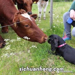 狗与牛合不合