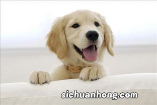 狗与牛合不合