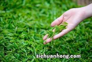 茶叶消炎怎么使用