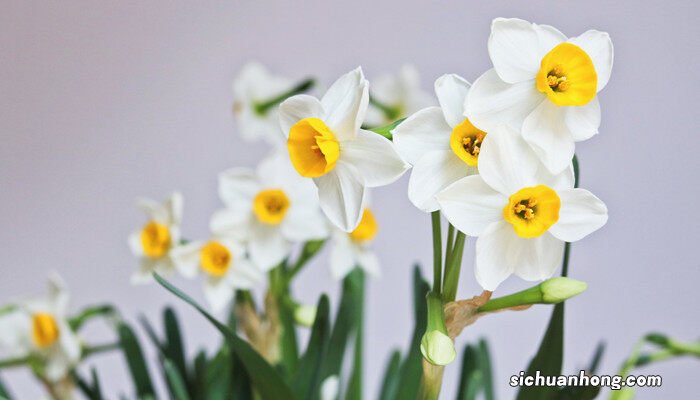 水仙花图片 水仙花什么季节开花