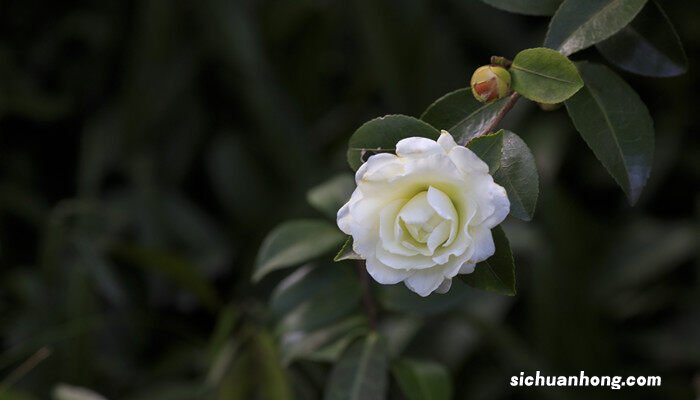 茶花什么时候开花 茶花什么时候开