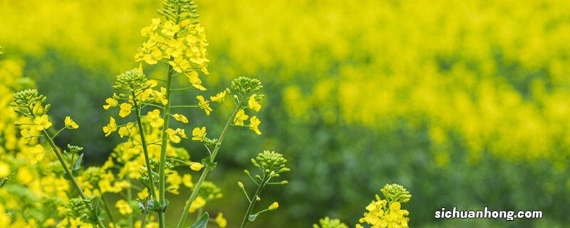 油菜花什么季节开花 油菜花什么季节开