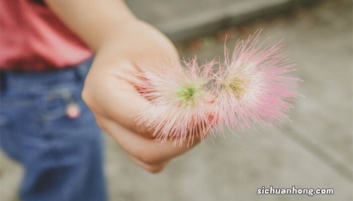 合欢花寓意及花语 合欢花寓意