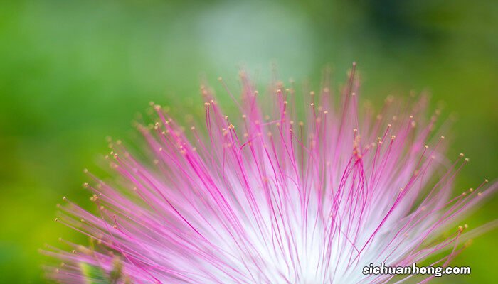 合欢花寓意及花语 合欢花寓意