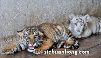 女人梦见老虎进家里什么意思