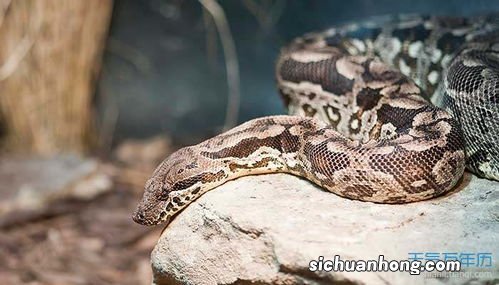 蛇与马生肖相冲吗