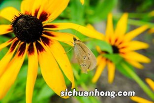 梦见吃甘蔗是什么意思