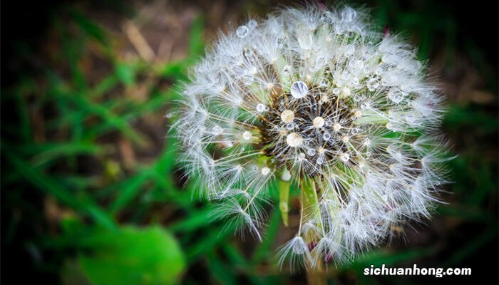 蒲公英是什么样子图片 蒲公英是什么样子