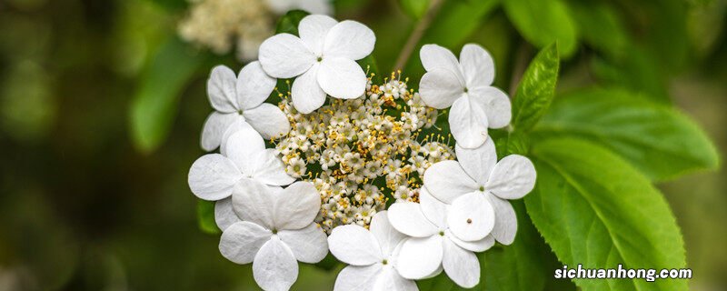 昆山琼花什么时候开花 琼花什么时候开花