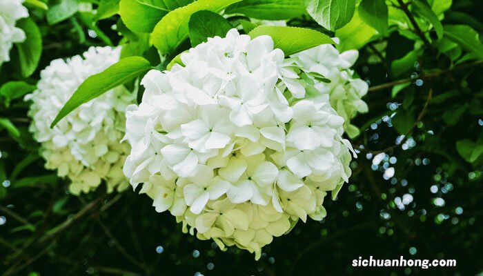 昆山琼花什么时候开花 琼花什么时候开花
