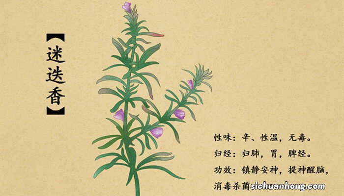 迷失香草怎么种植视频 迷失香草怎么种植
