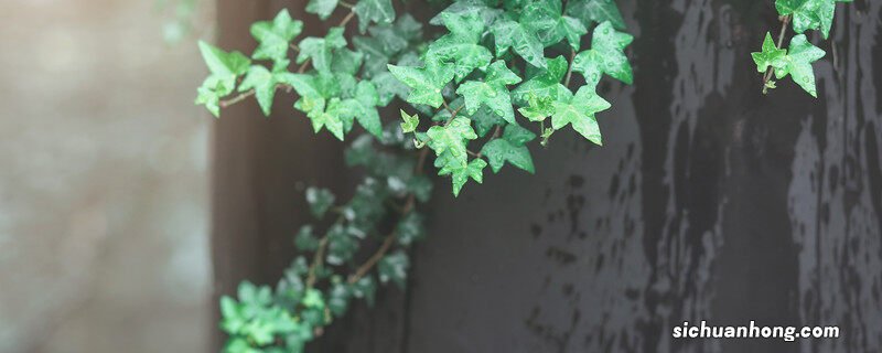 常春藤是什么花序 常春藤是什么花
