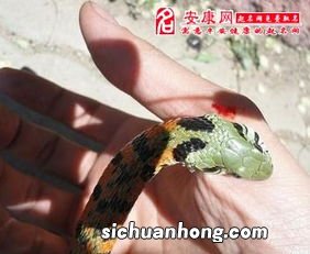 梦见被蛇追但是没咬着什么意思