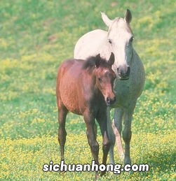 梦见被马咬是什么意思