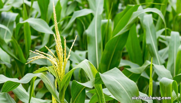 玉蜀黍是什么植物 玉蜀黍是什么