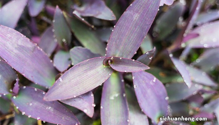 紫竹的养殖方法和注意事项有哪些? 紫竹梅的养殖方法和注意事项