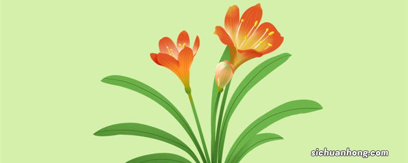 君子兰怎样养 君子兰冬天怎么养