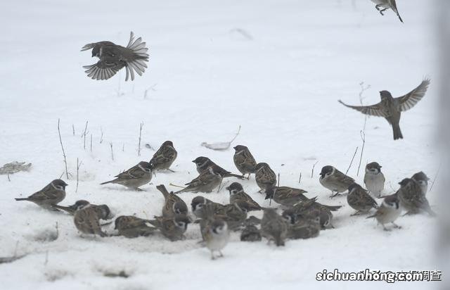 瑞雪罩长春 赏雪、玩雪成为最美一景