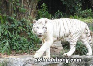 梦见白老虎什么意思