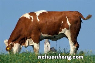 梦见被宰杀的母牛是什么意思