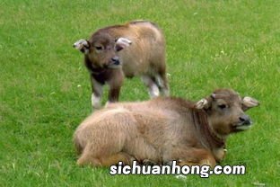梦见被宰杀的母牛是什么意思