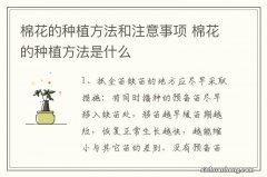 棉花的种植方法和注意事项 棉花的种植方法是什么