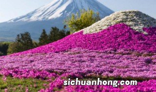 芝樱种植注意事项 芝樱种植注意事项有哪些