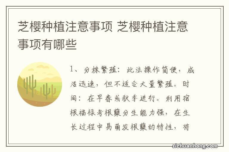 芝樱种植注意事项 芝樱种植注意事项有哪些