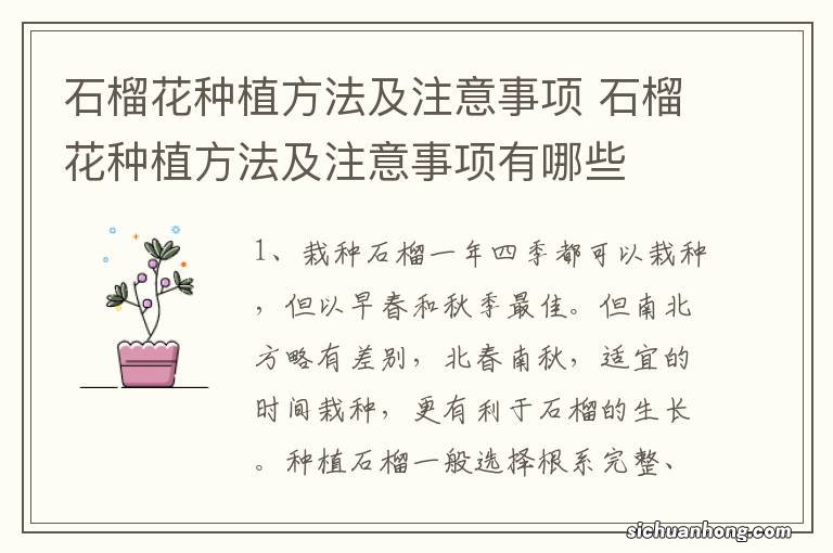 石榴花种植方法及注意事项 石榴花种植方法及注意事项有哪些