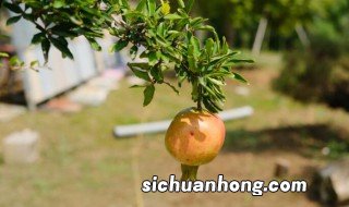 石榴花种植方法及注意事项 石榴花种植方法及注意事项有哪些