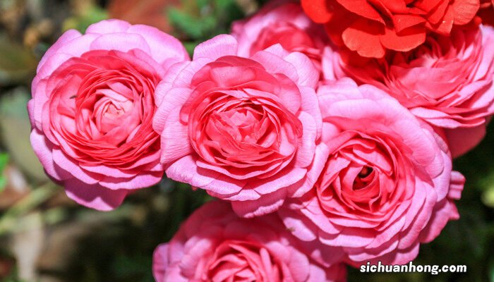 芍药什么时候开花季节 芍药什么时候开花