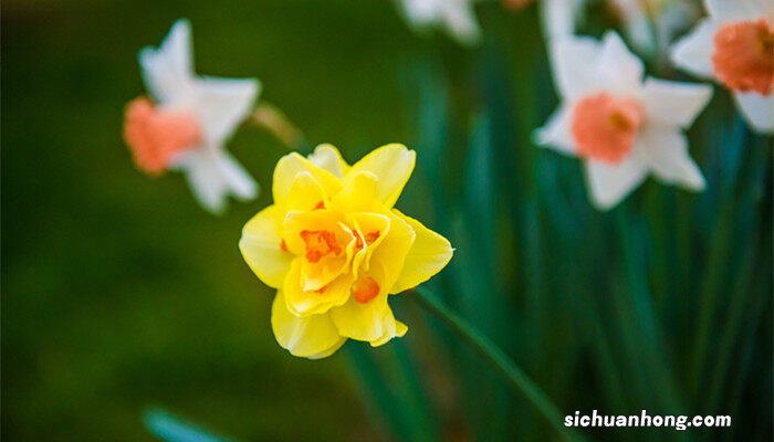 水仙花语是什么意思 水仙花语是什么