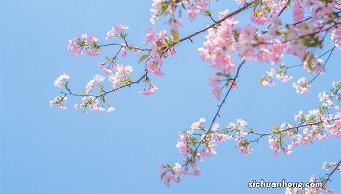 西府海棠花语及象征的意义 西府海棠花语