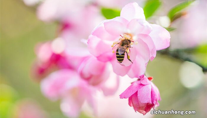 西府海棠花语及象征的意义 西府海棠花语