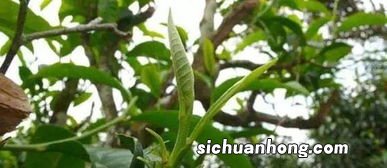 掸邦古树茶怎么储藏好