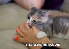 梦到被猫追是什么意思