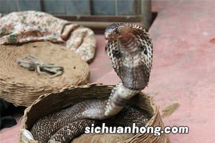 梦见眼镜蛇是什么意思