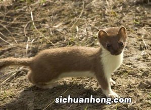 女人梦见黄鼠狼咬自己什么意思