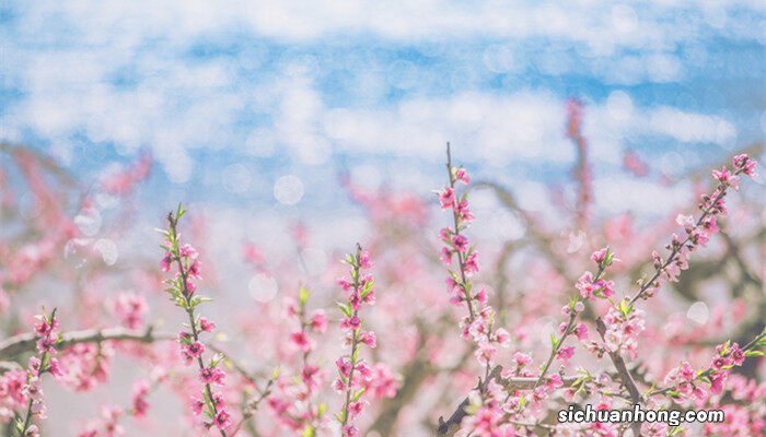 桃花的寓意和象征的句子 桃花的寓意和象征