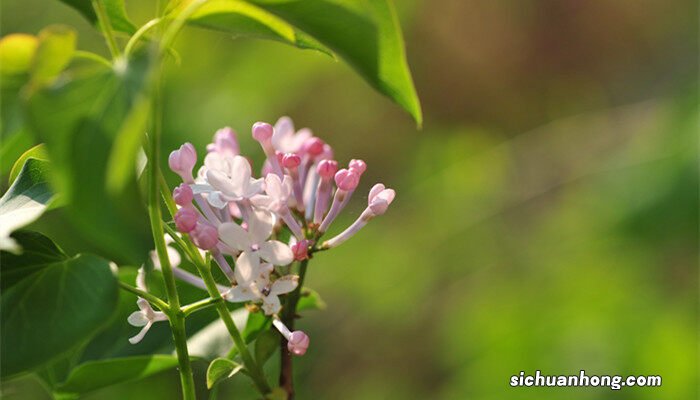 丁香花语和寓意 丁香花语