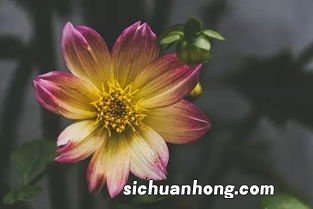 五谷杂粮胃寒吃什么