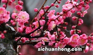 梅花是什么季节 梅花介绍