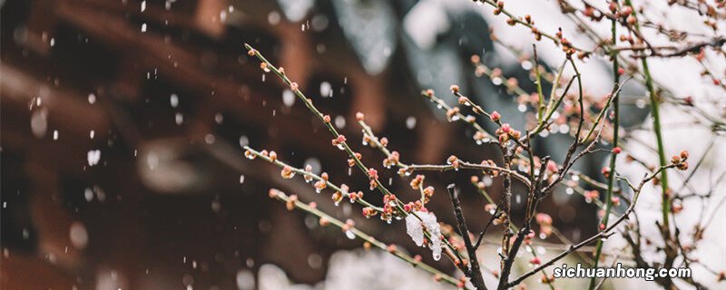 梅花开在什么季节盛开 梅花开在什么季节