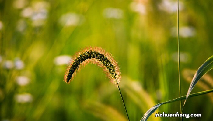 狗尾草花语与寓意 狗尾草花语