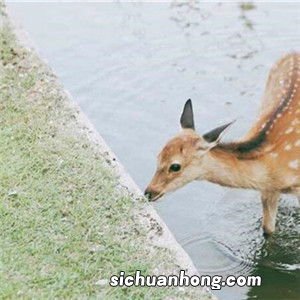 梦见母猪下崽什么意思